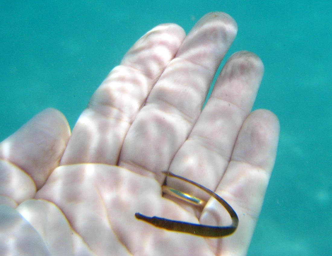 Pesce ago